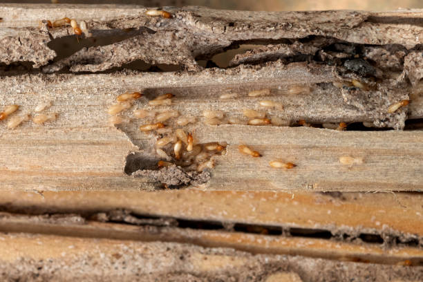Reliable Jamestown, NY Pest Control Solutions