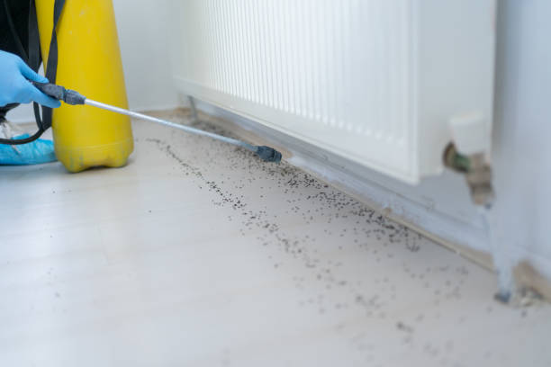 Best Cockroach Control Services  in Jamestown, NY